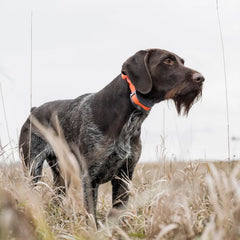 Remote Trainer - Bright, Easy to Read OLED Screen - 3/4 Mile Range - Waterproof, Rechargeable Dog Training Collar with Tone